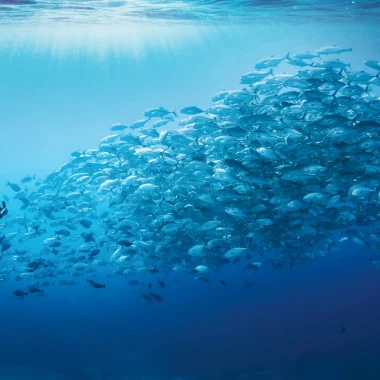Mergulho em Tikehau