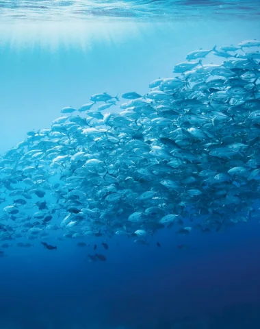 Mergulho em Tikehau