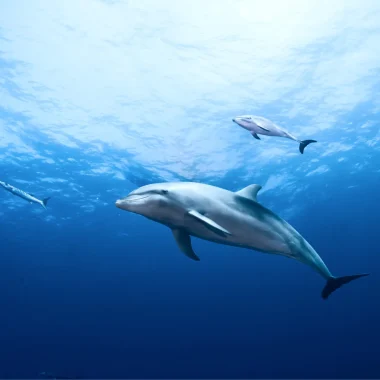Mergulho em Rangiroa