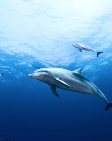 Mergulho em Rangiroa