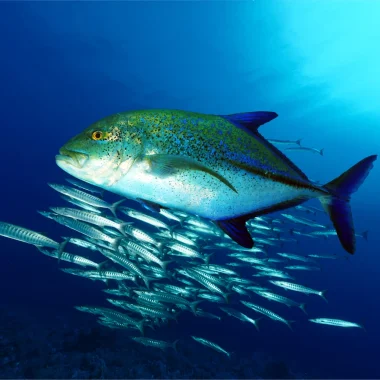 Mergulho em Taha’a