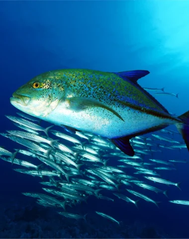Mergulho em Taha’a