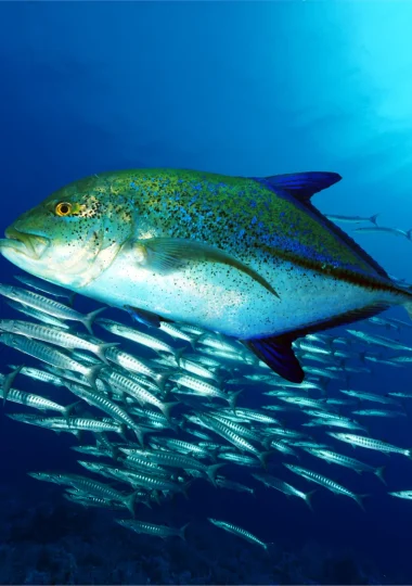 Todas as viagens de mergulho em As Ilhas de Tahiti
