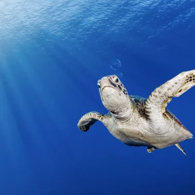 Mergulho no Tahiti