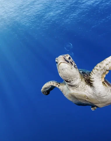 Mergulho no Tahiti