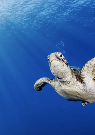 Todas as viagens de mergulho em As Ilhas de Tahiti
