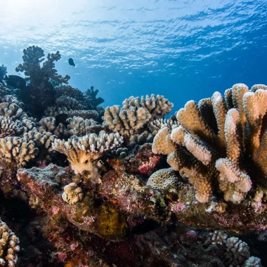 O Coral nas Ilhas de Tahiti