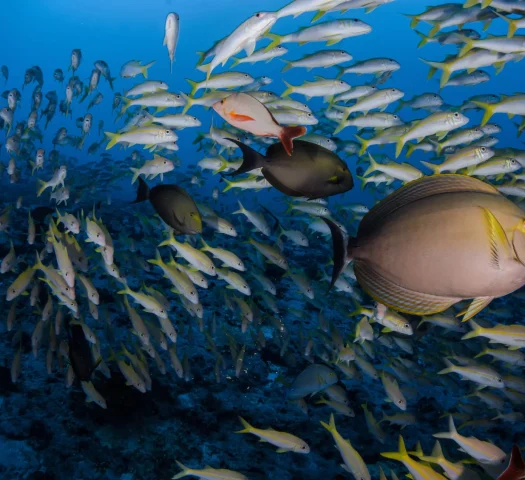 La faune marine de Fakarava © Frédérique Legrand