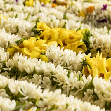 A flora e a fauna do Tahiti