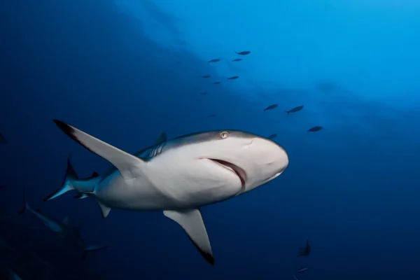 Plongée avec les requins © Frédérique Legrand