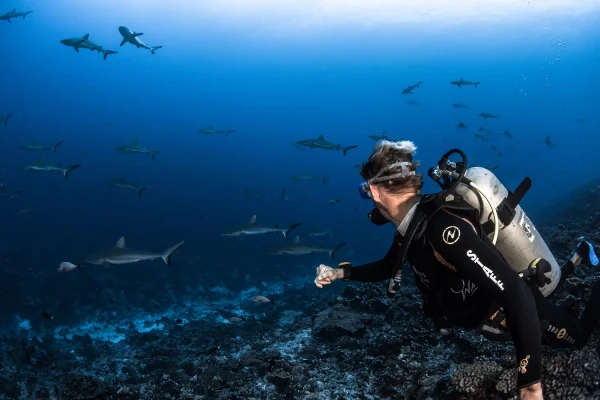 Plongée au fameux _mur de requins_ © Grégory Lecoeur