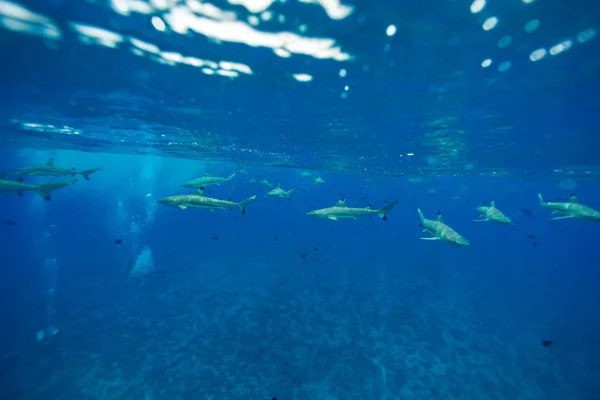 Observation de requins © Grégoire Le Bacon