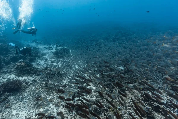 Plongée en compagnie de bancs de poissons © Alexandre Voyer