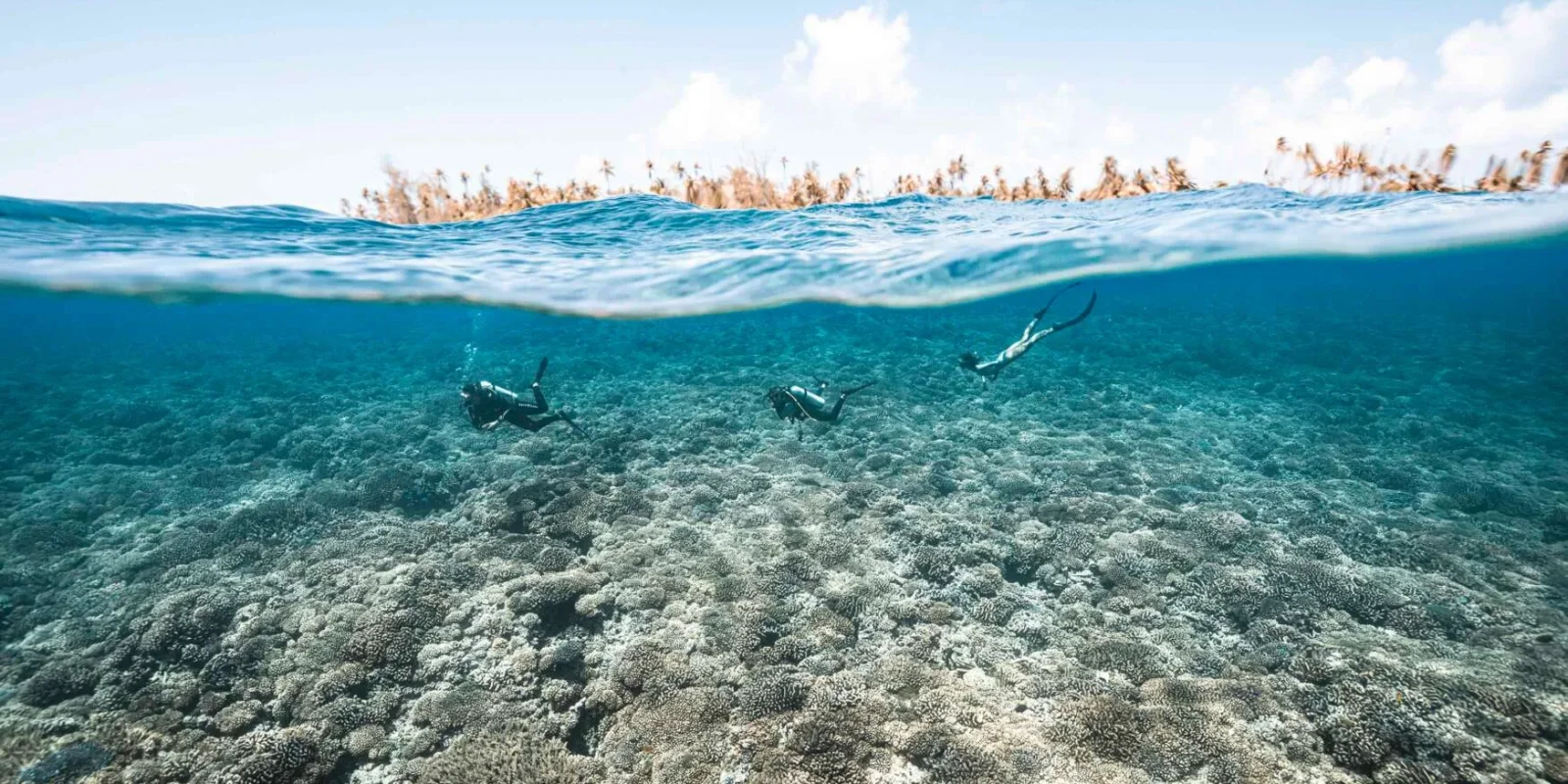 Plongée à Fakarava © Alexandre Voyer