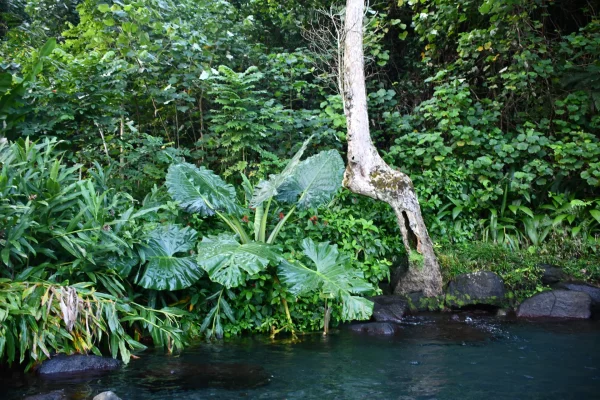 Passeio pela ilha do Tahiti -Holofotes para ver