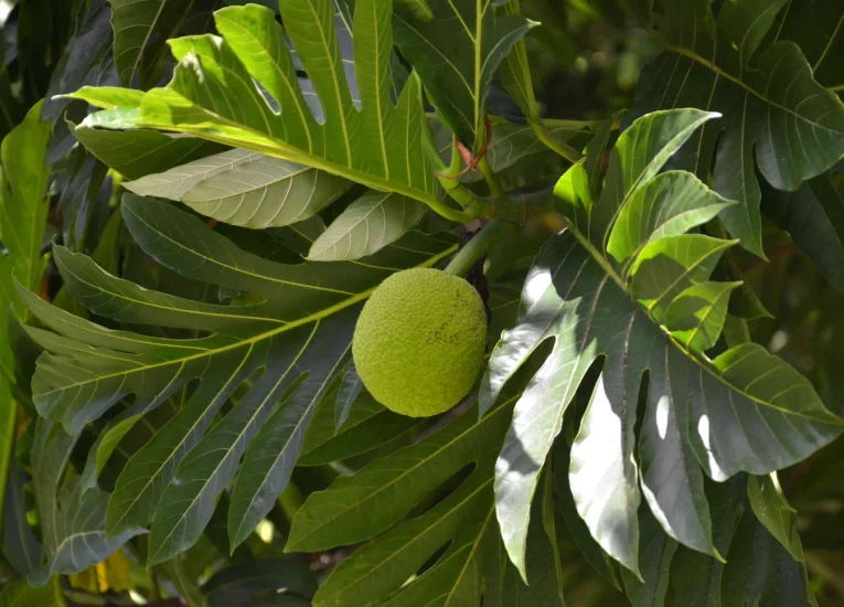 O patrimônio natural do Tahiti