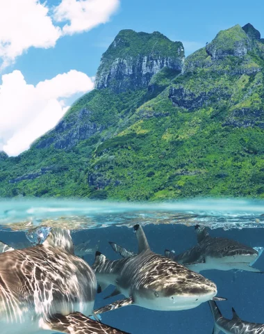 Mergulho em Bora Bora