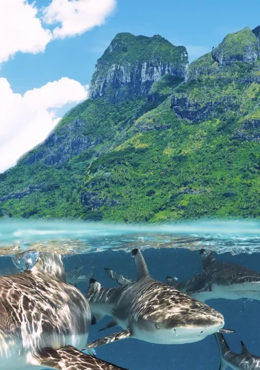 Todas as viagens de mergulho em As Ilhas de Tahiti