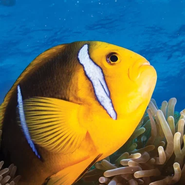 Mergulho em Huahine