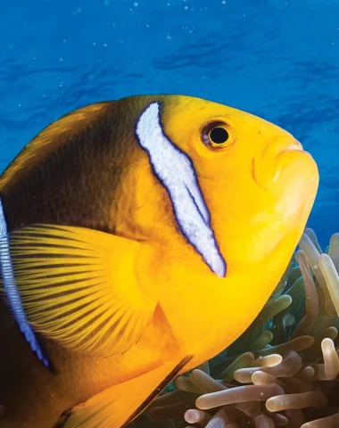 Mergulho em Huahine