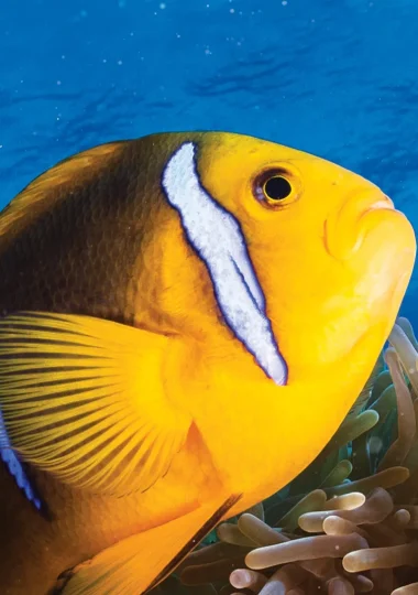 Todas as viagens de mergulho em As Ilhas de Tahiti