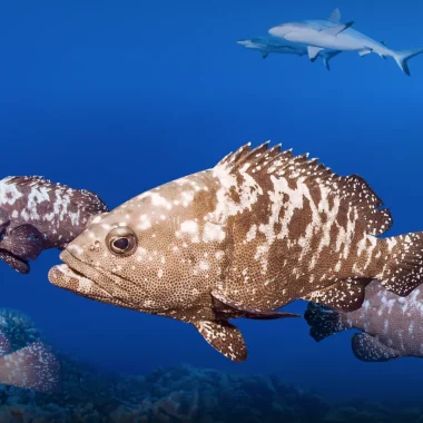 Mergulho em Manihi