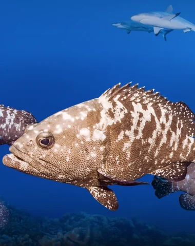 Mergulho em Manihi