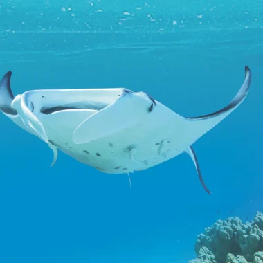 Mergulho em Maupiti
