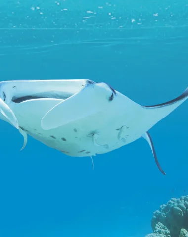 Mergulho em Maupiti