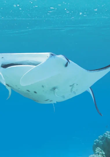 Todas as viagens de mergulho em As Ilhas de Tahiti