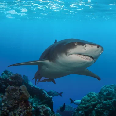 Mergulho em Moorea