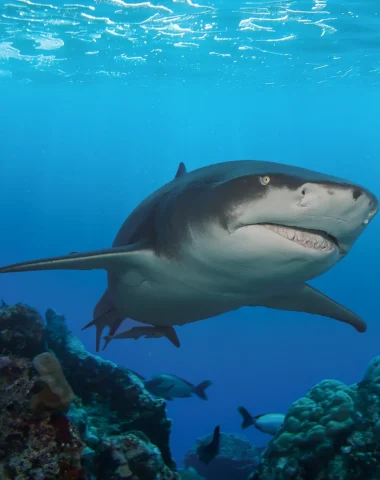 Mergulho em Moorea