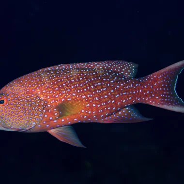 Mergulho em Raiatea
