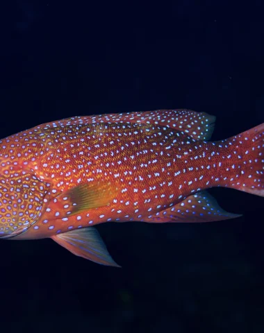 Mergulho em Raiatea
